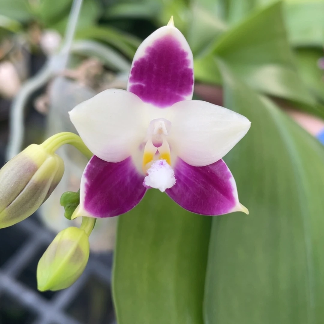 完全开放056咖啡盾交蓝孔雀