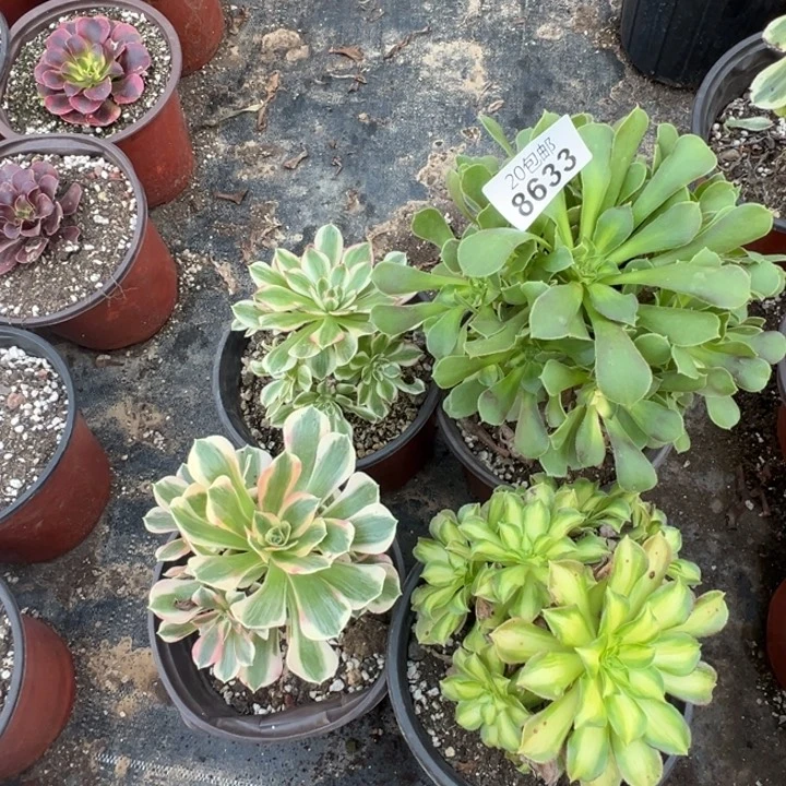 多肉植物8633种植物