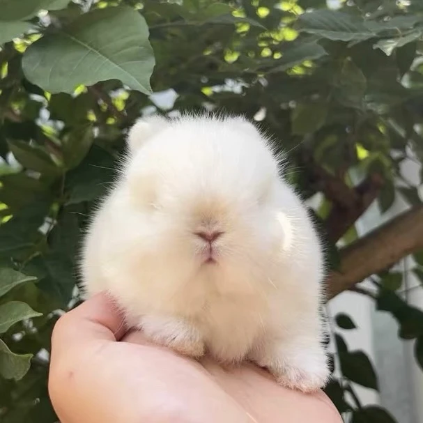 进口纯种双血统侏儒兔迷你长不大