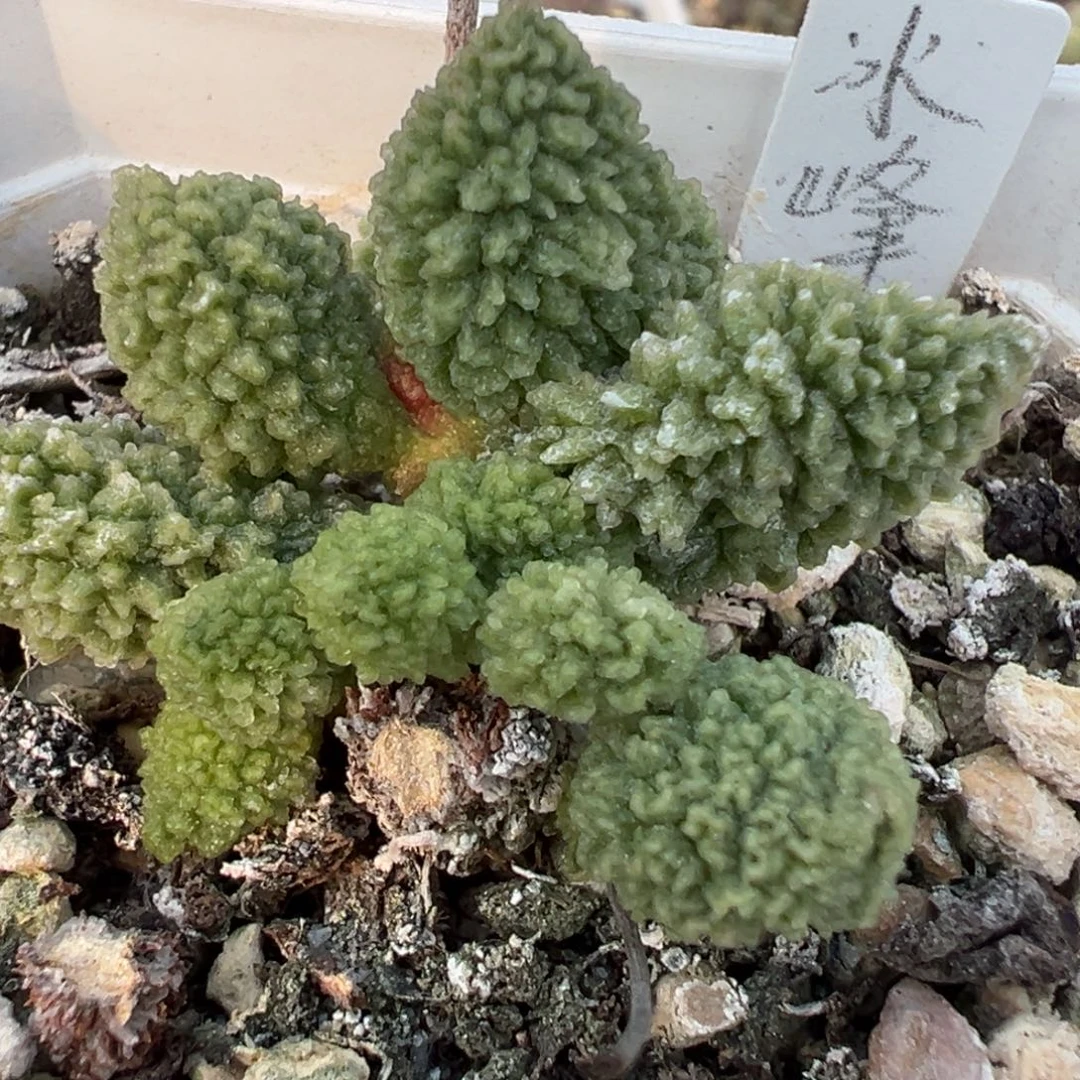 冰峰多头纯木质桩多肉植物水泡