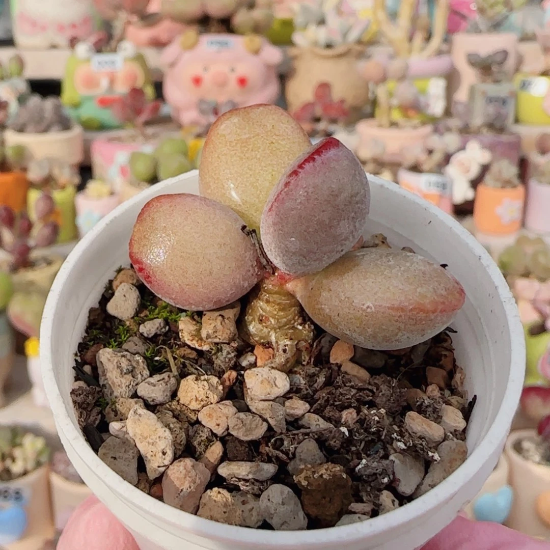 仙桃水泡 盆口3cm