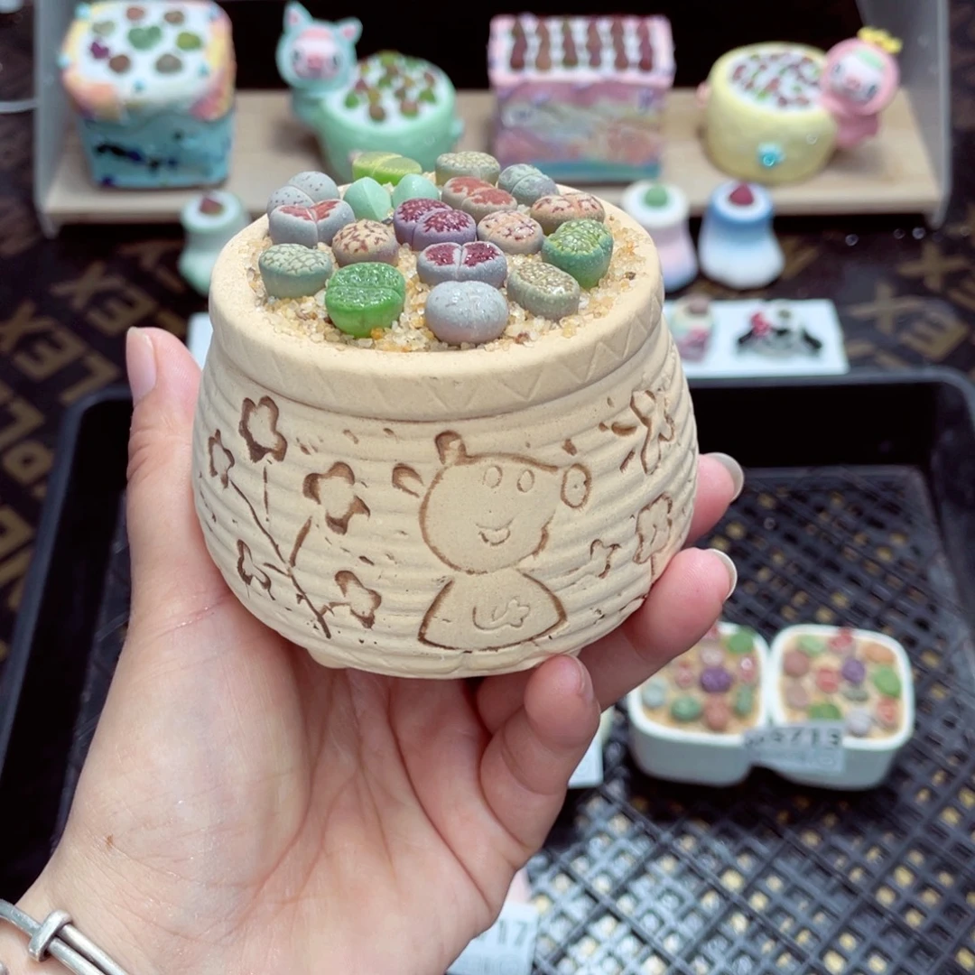 w5718 带盆土发货一物一拍