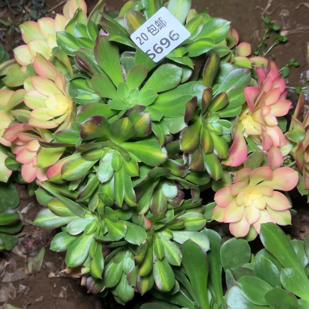 696绍修七彩，母本，多肉法师