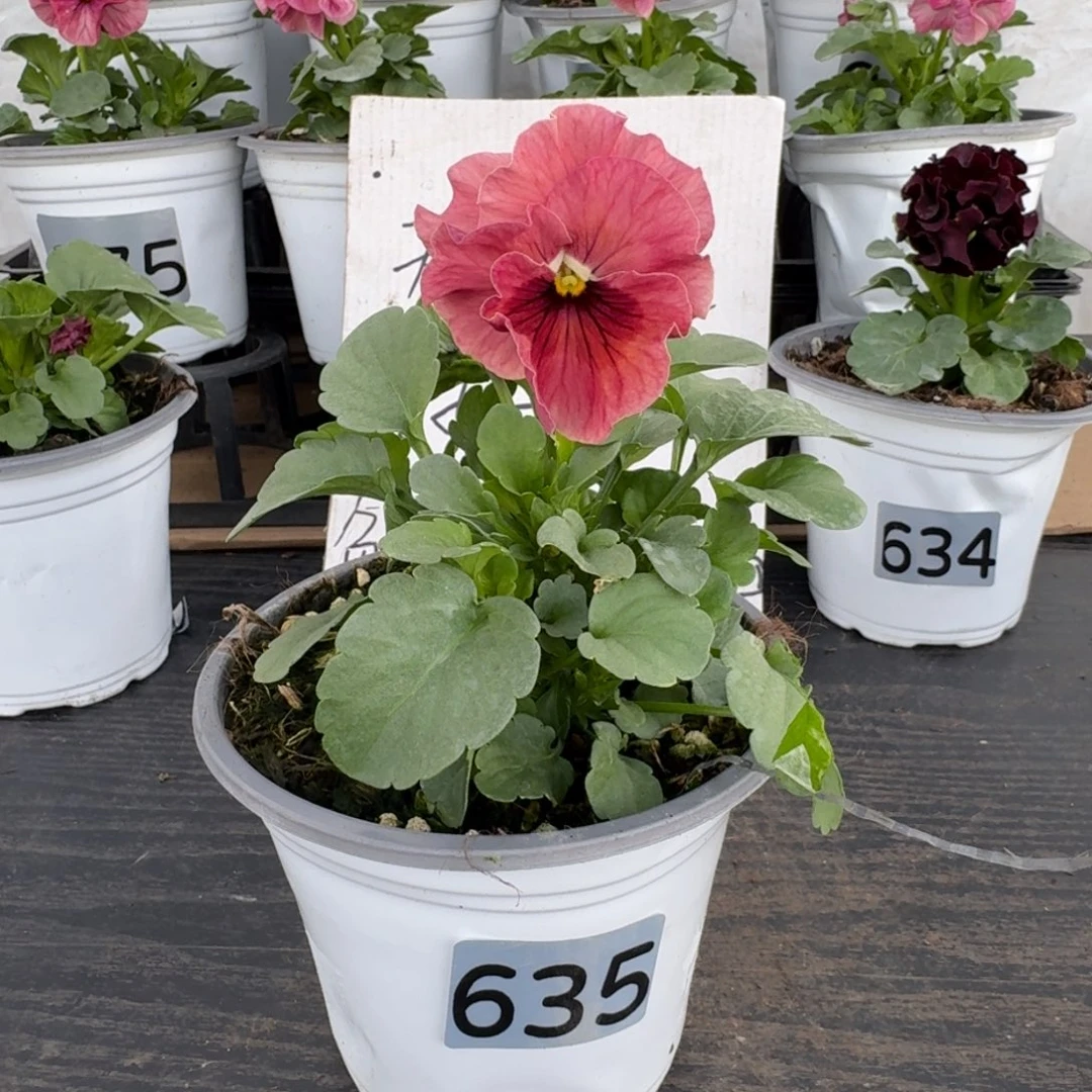 全部花朵635号曼波