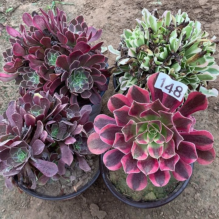 无花朵紫*148四颗多肉植物组合