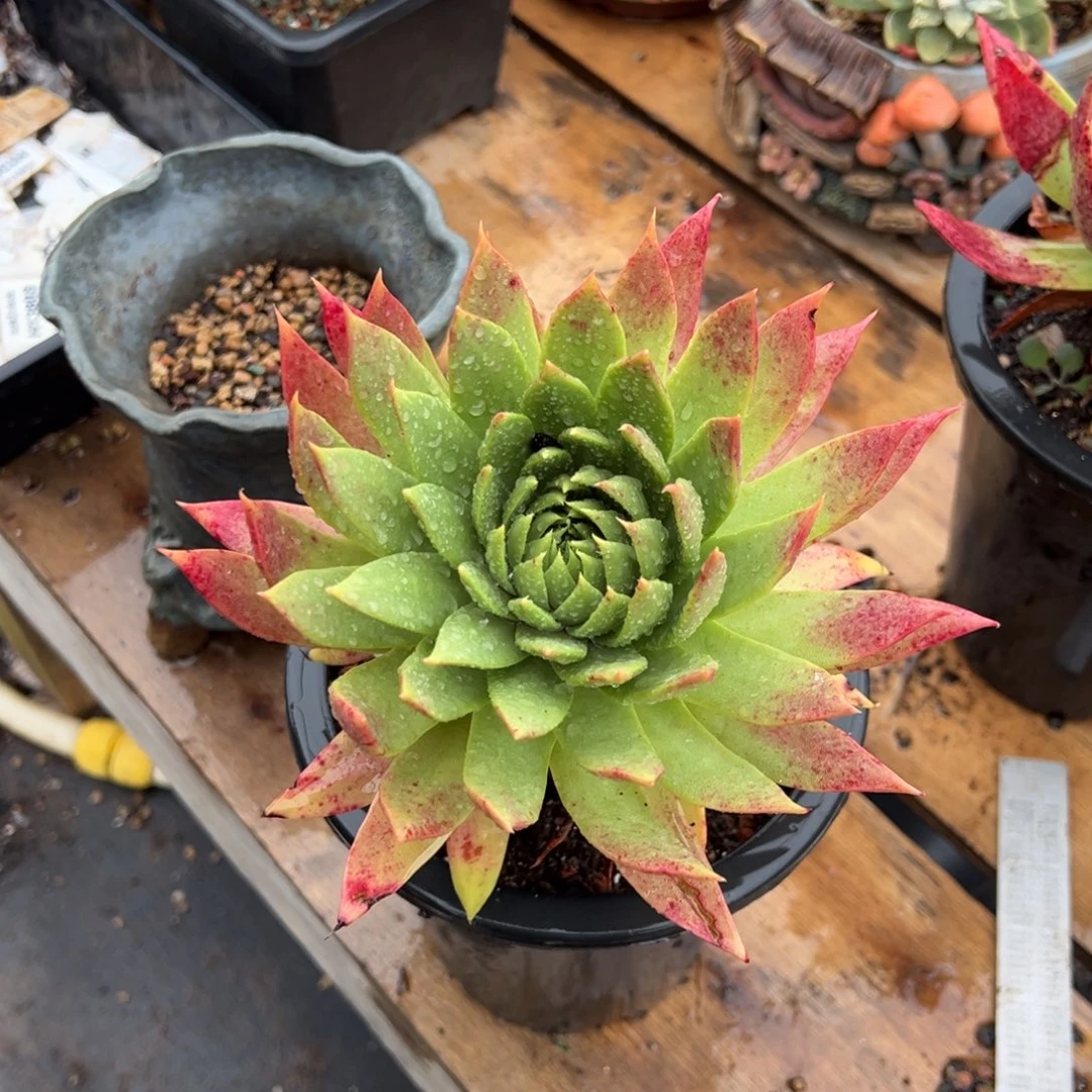 2927坎代哈哈哈哈哈哈