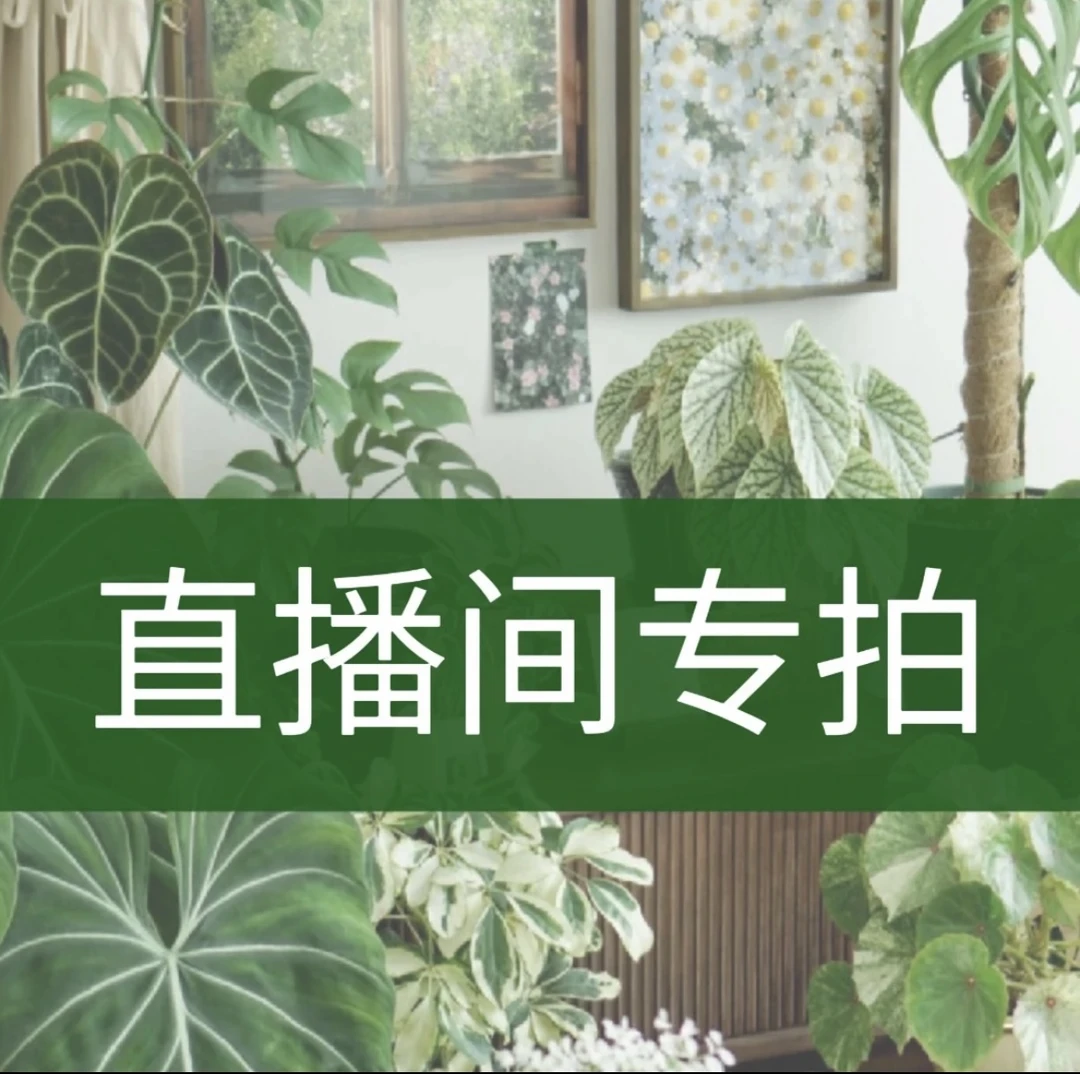直播间一物一拍大型落地室内好养鲜活绿植