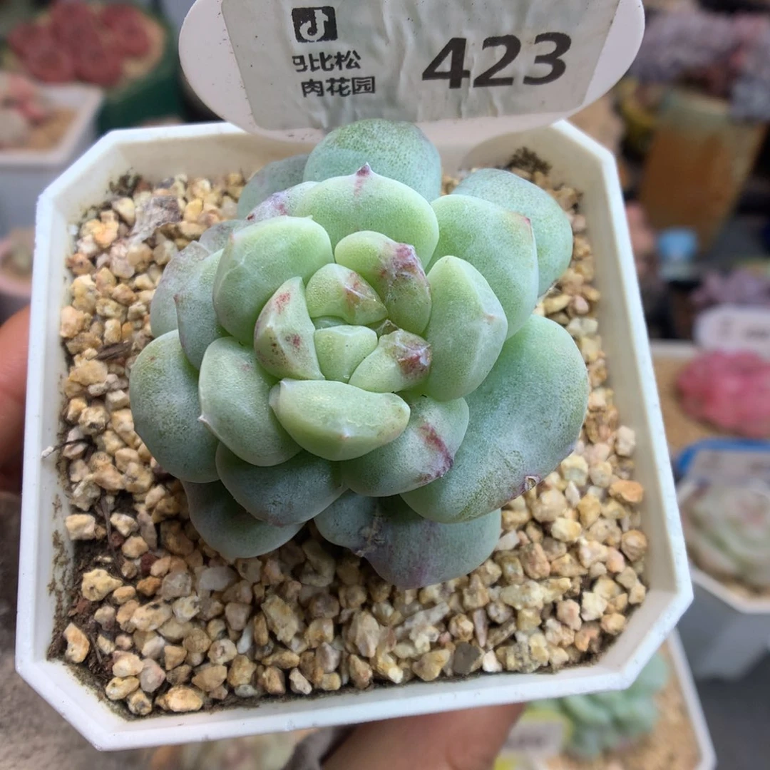 423翡翠冰玉石化多肉