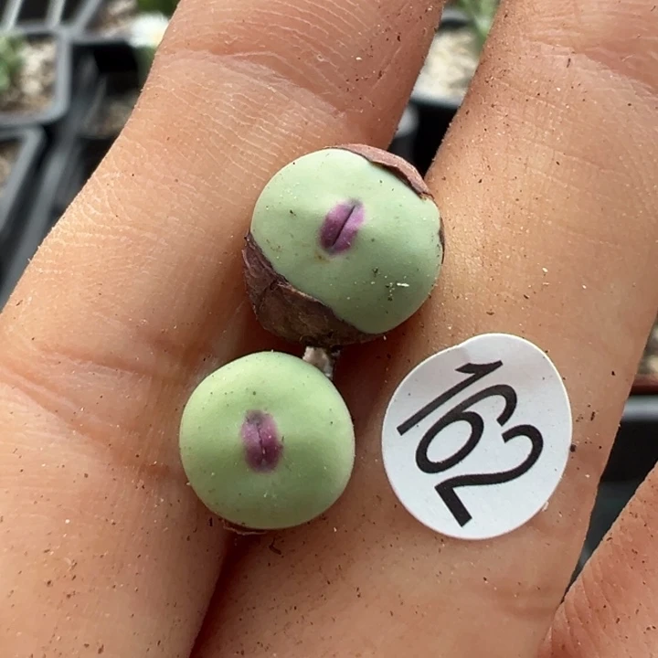 162号1111111111111111