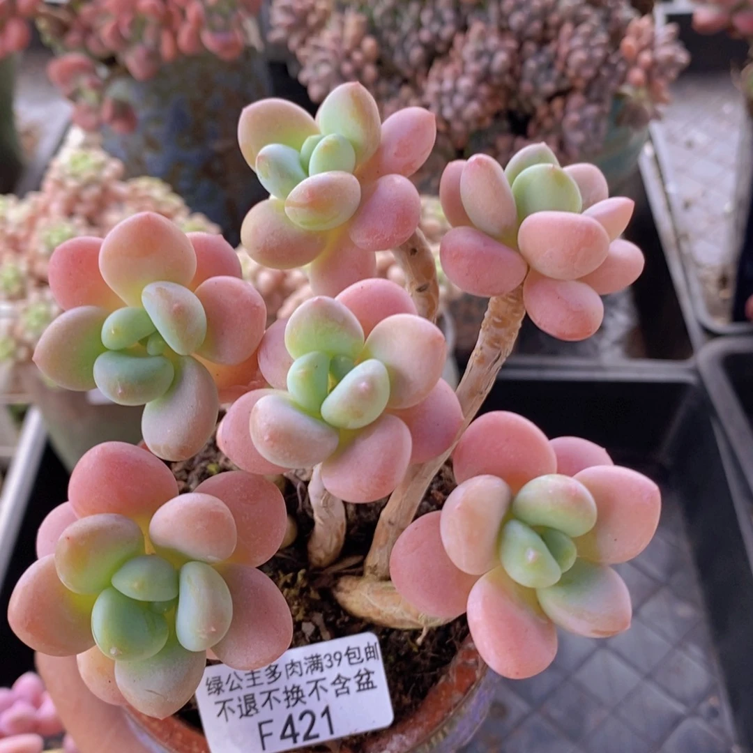 香水洛神老桩12cm421多肉植物