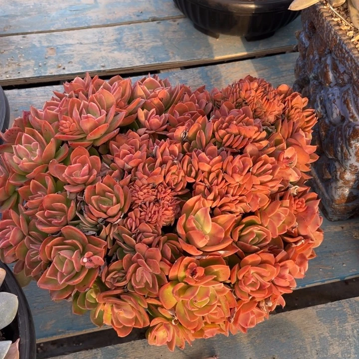 【闪购商品】暮光之城缀化