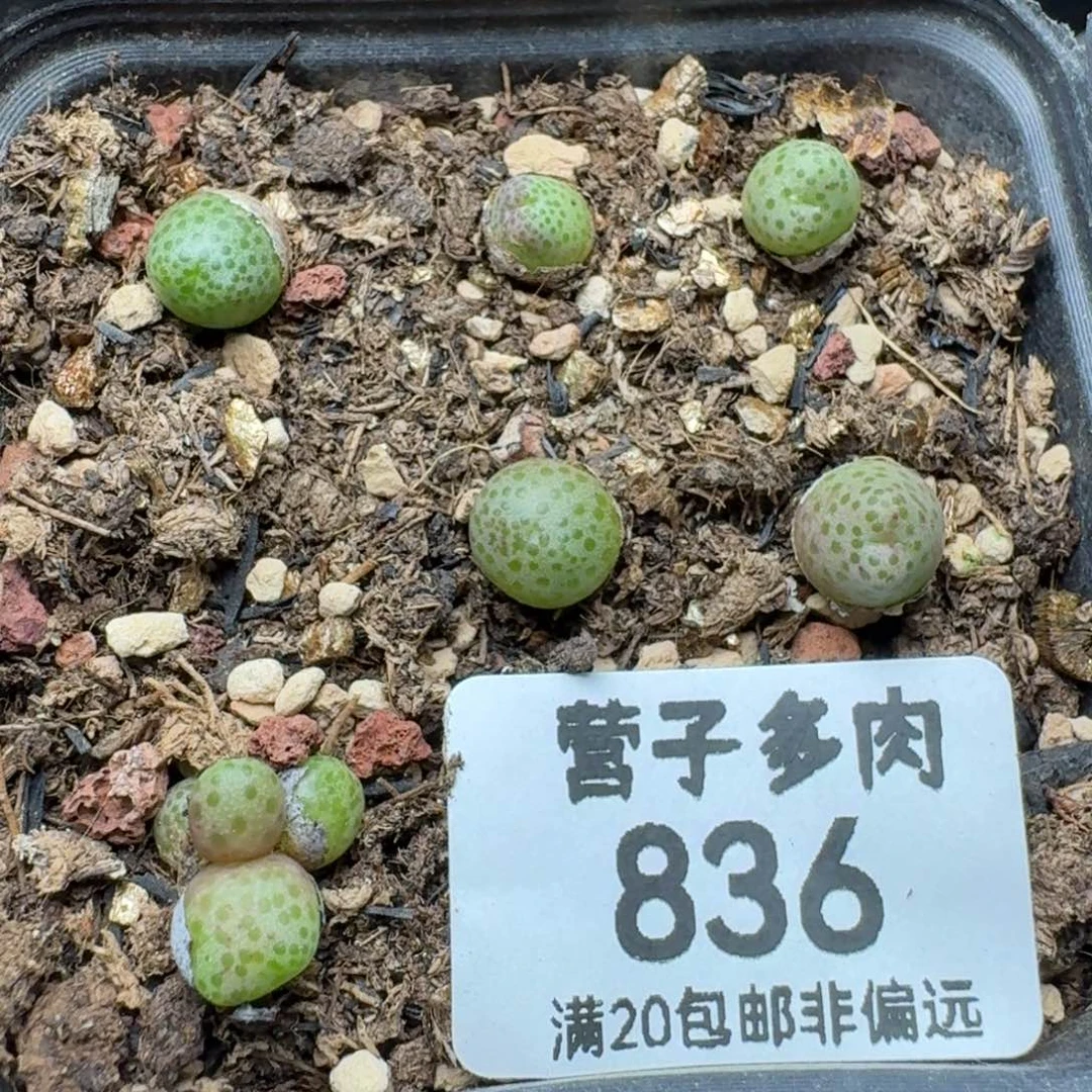 龙猫斑马带盆土。