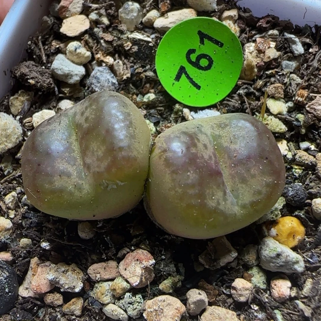 杂交漂亮多肉植物761