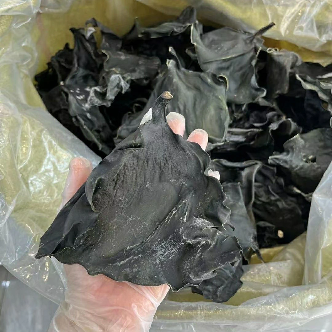 海带头正宗海带头美味煲汤