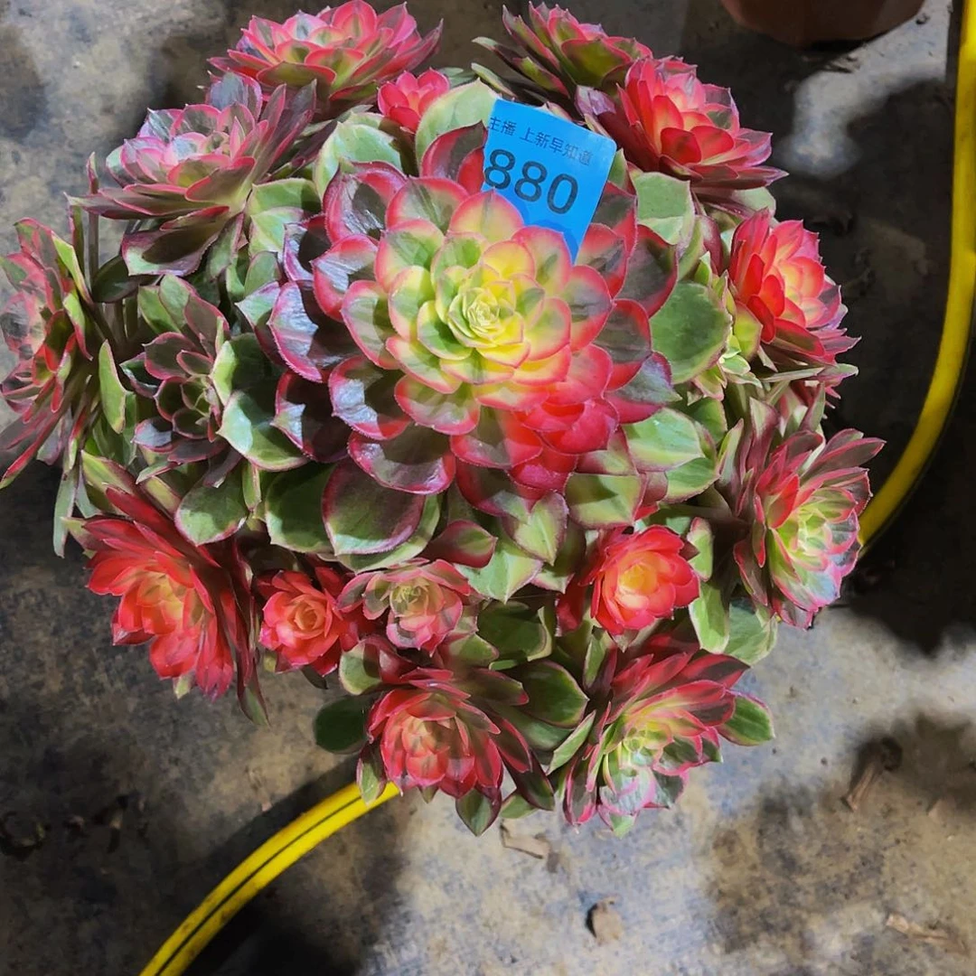 多肉黑魔锦福利脱土880