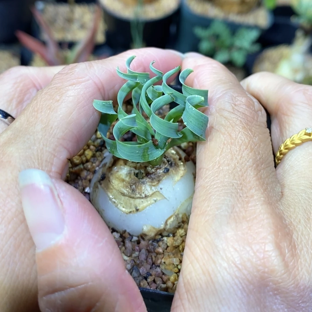 【闪购商品】官***植弹簧草
