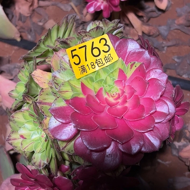 763 知否无根多肉法师锦