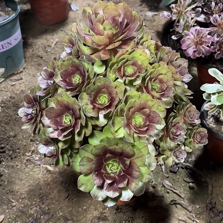 多肉植物桃花石55