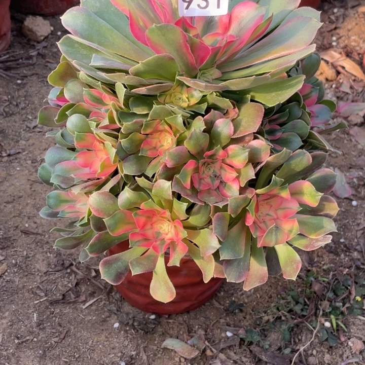 *****无花朵931香妃多肉植物