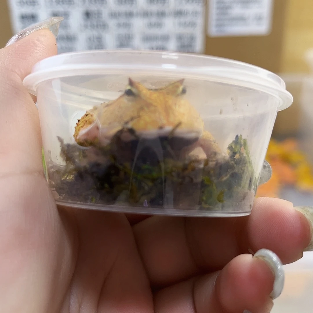 角蛙霸王角蛙专拍链接