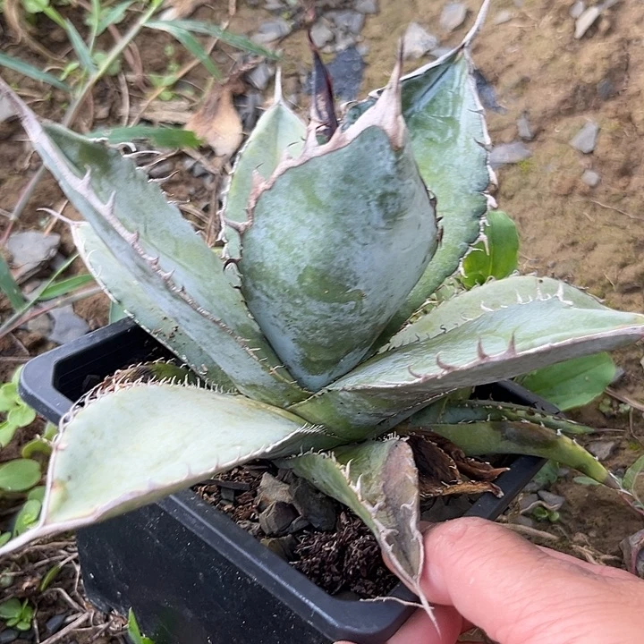 蓝肌仁王冠235689999999