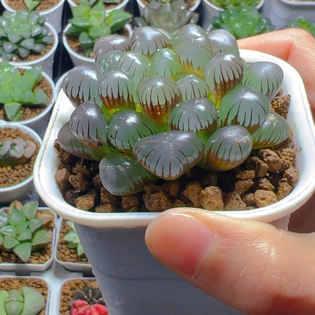 紫姬冰灯玉露多肉多肉