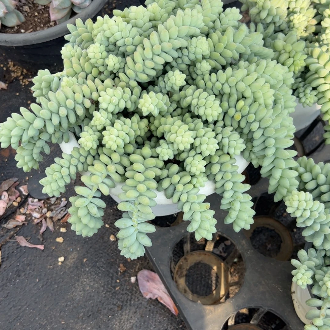 多肉植物大群彩虹玉坠