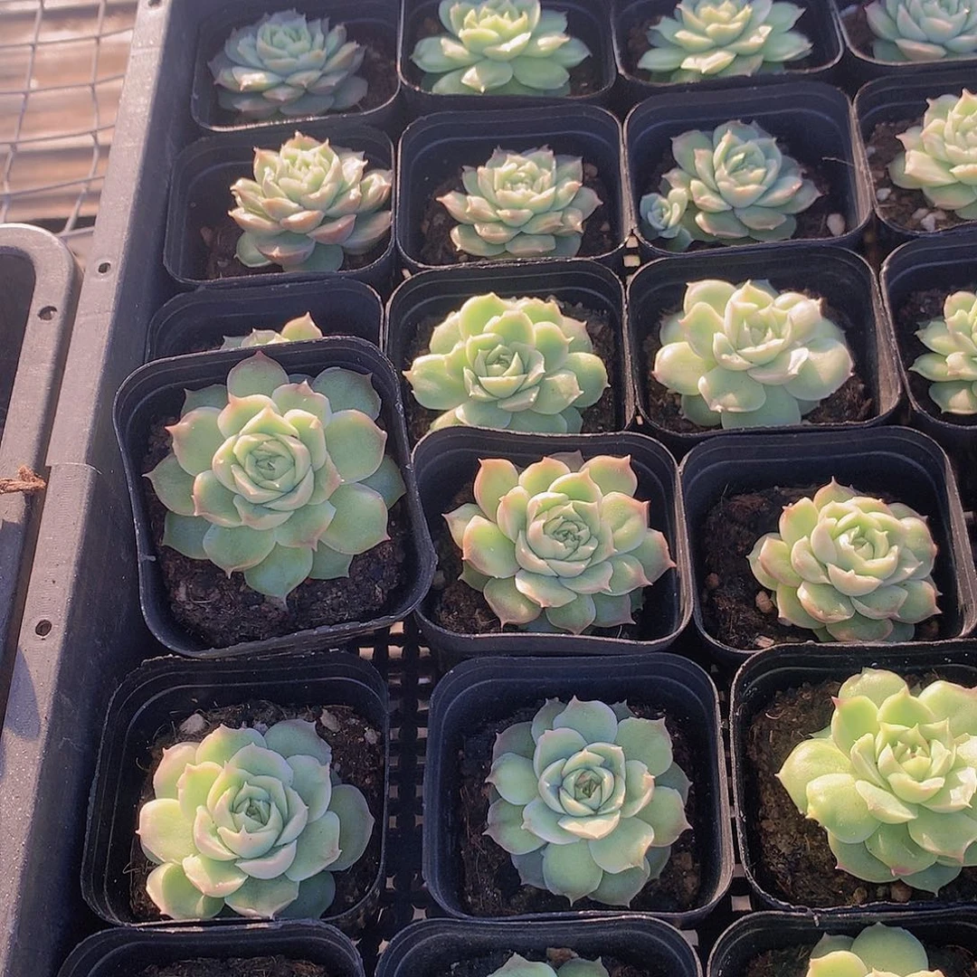 单头水晶虾饺345667889990