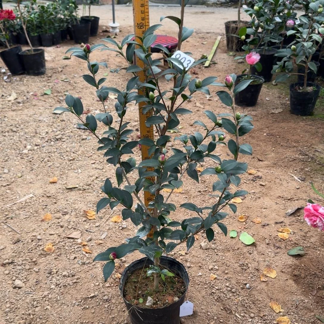 少量花朵（建议范围：2朵-5朵 或40%以下）903英八