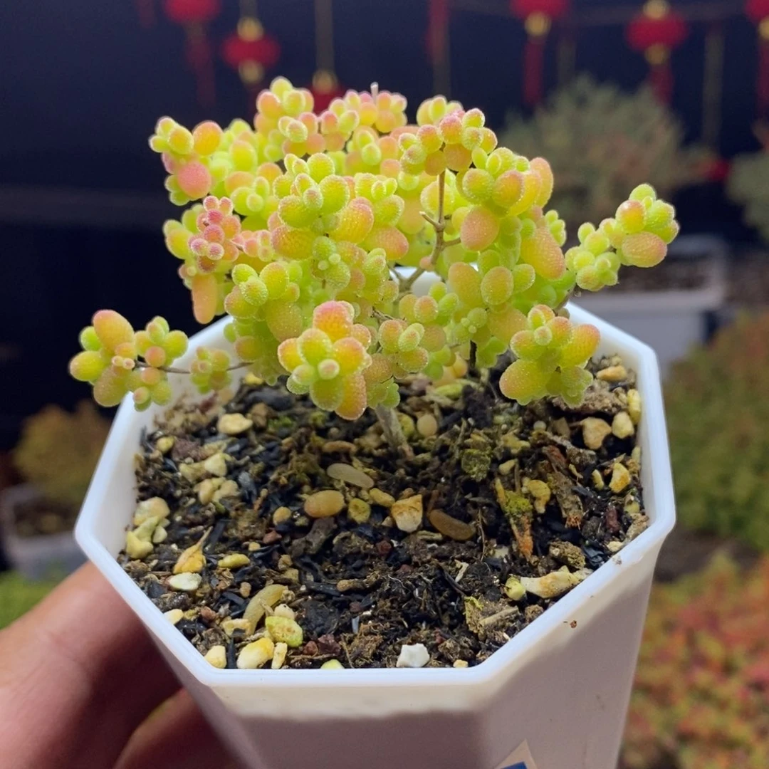 d78号蜜橘糖球枝干多肉