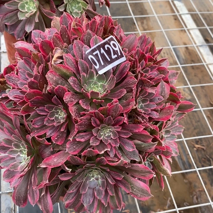 男神多肉法师07129