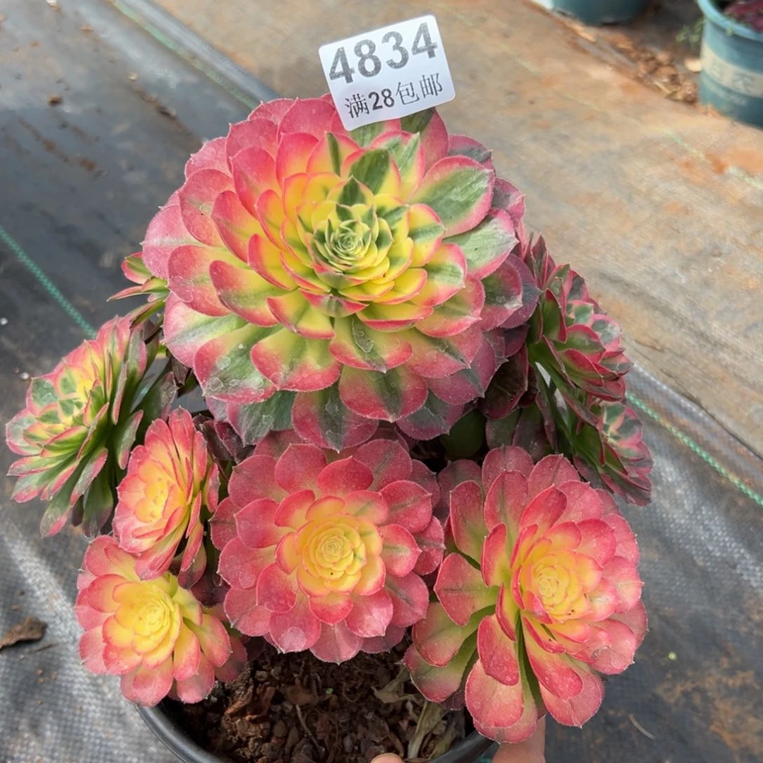 小*予多肉植物4834海仙