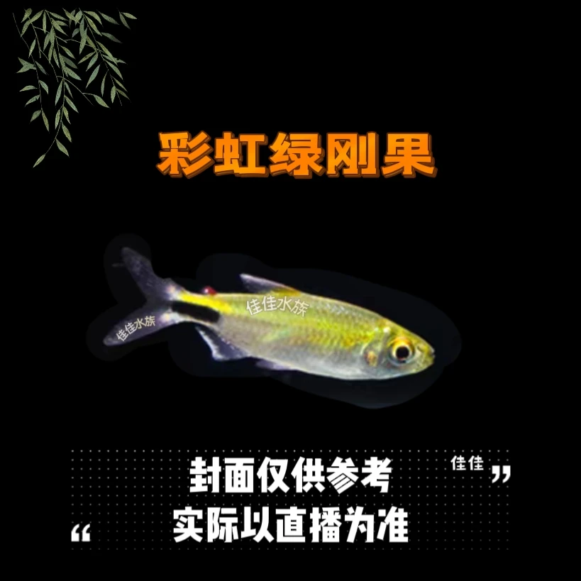 彩虹绿刚果灯  非洲刚果灯  热带鱼好养温顺
