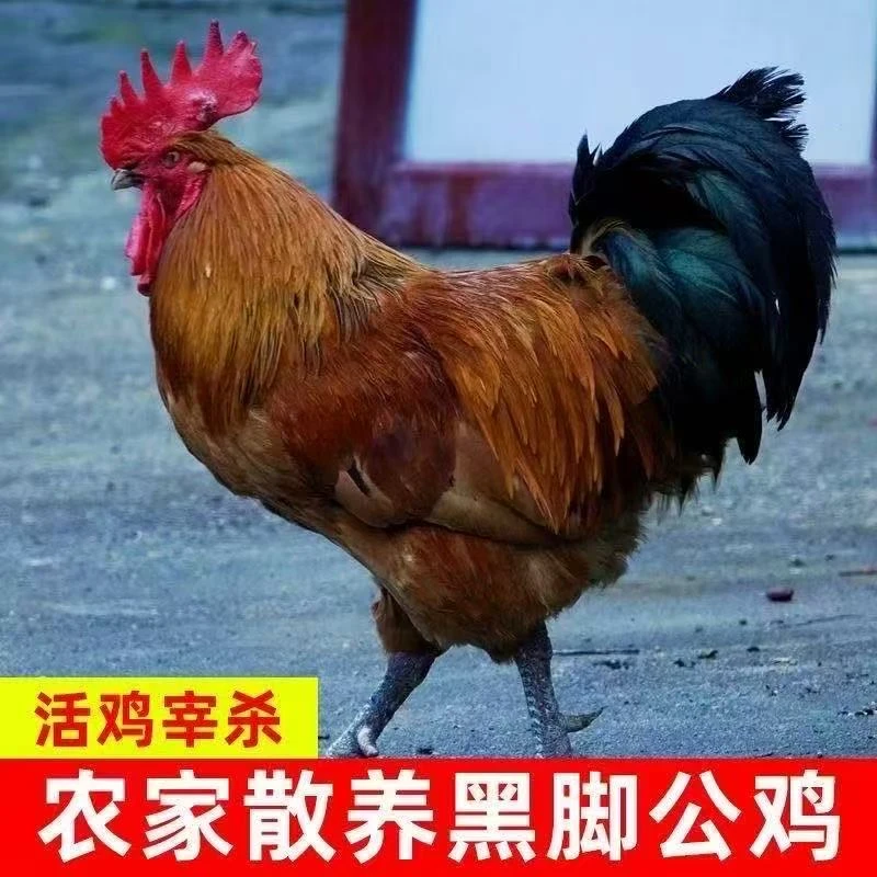 Z精选2只散养黑脚大公鸡土鸡6斤新鲜现杀整只顺丰冷链