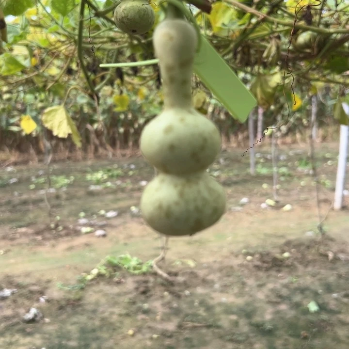 *****葫芦葫芦葫芦葫芦