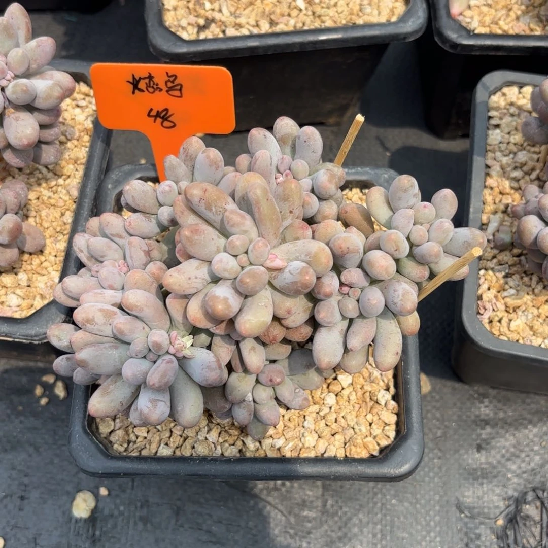 全部花朵火*鸟211111111111