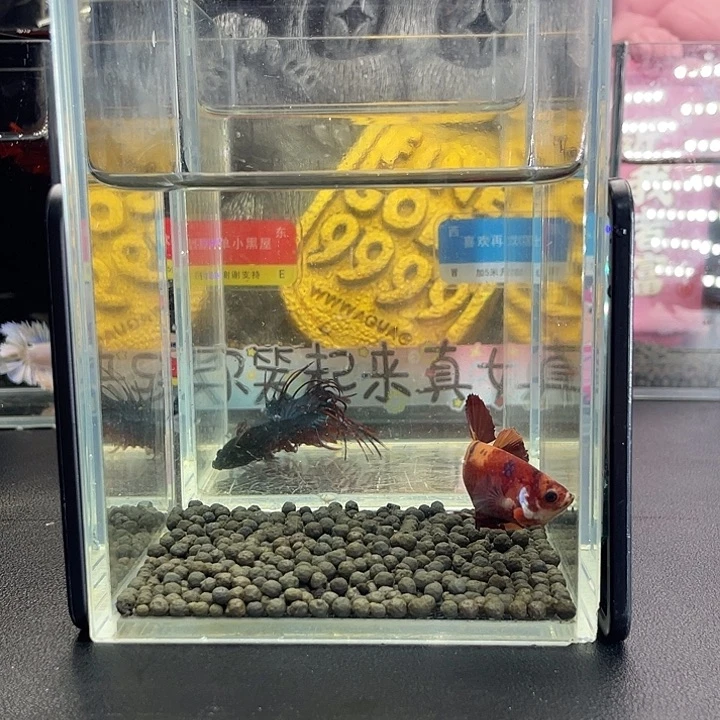 斗鱼23号927早番茄炒蛋