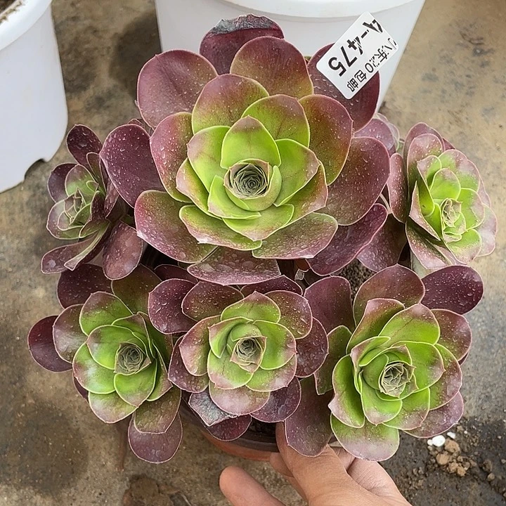 475魅金玫瑰满20包邮多肉