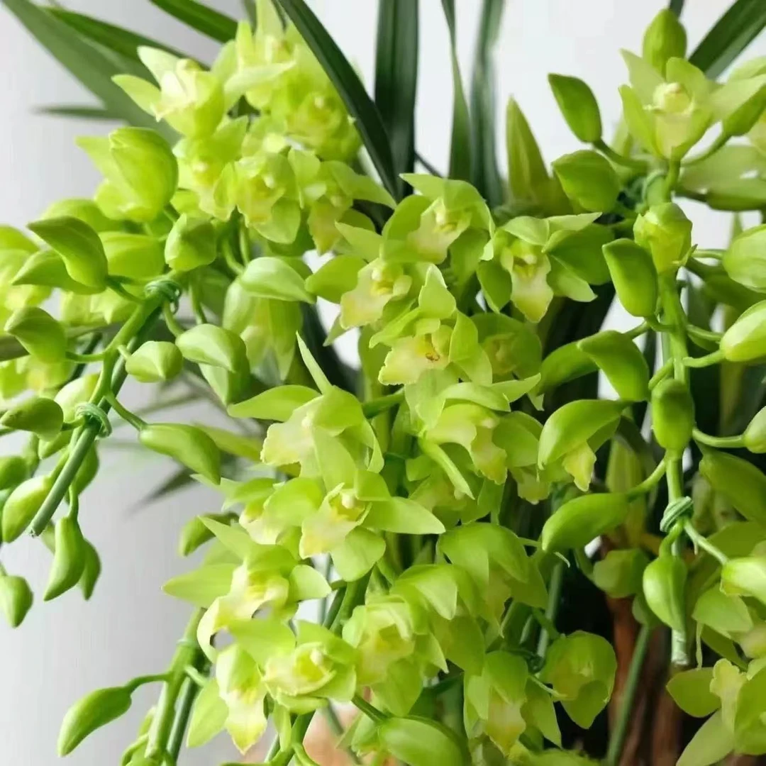 大花蕙兰【青苹果】落地款金黄色带香味高端名贵年宵花卉