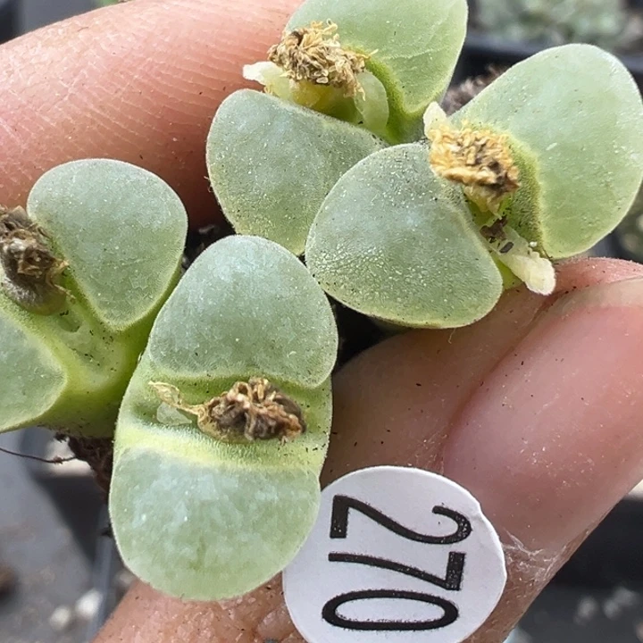 270号这颗多肉有点好看