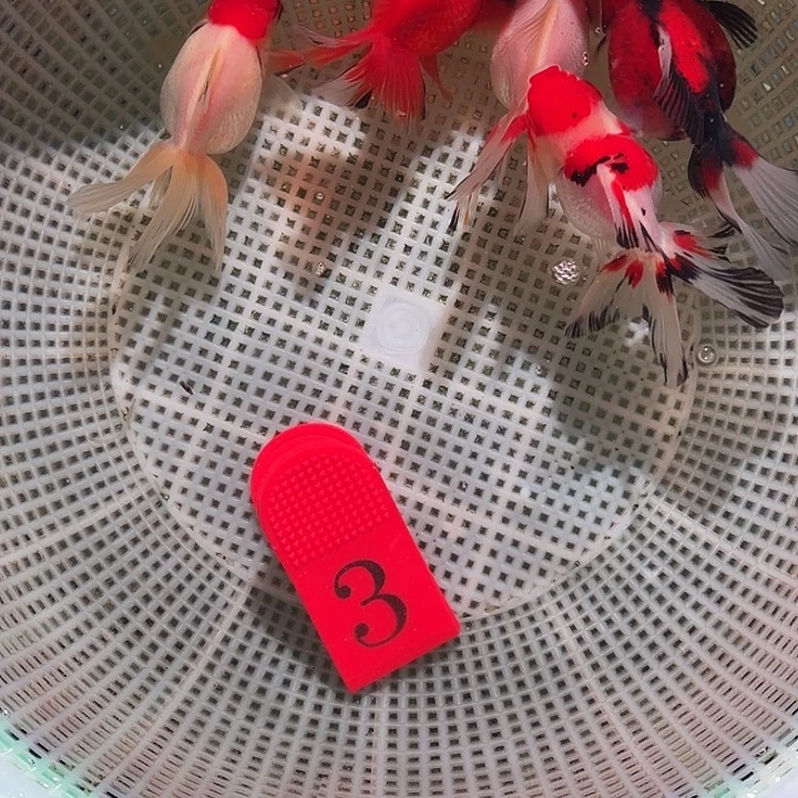 金鱼3号尺寸6-7区间