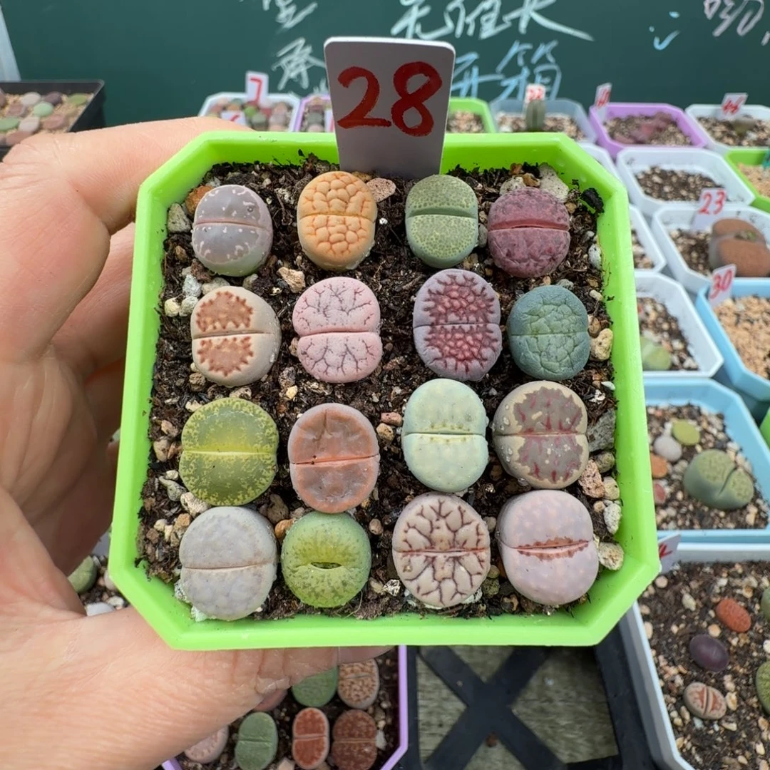特价彩拼带盆土28