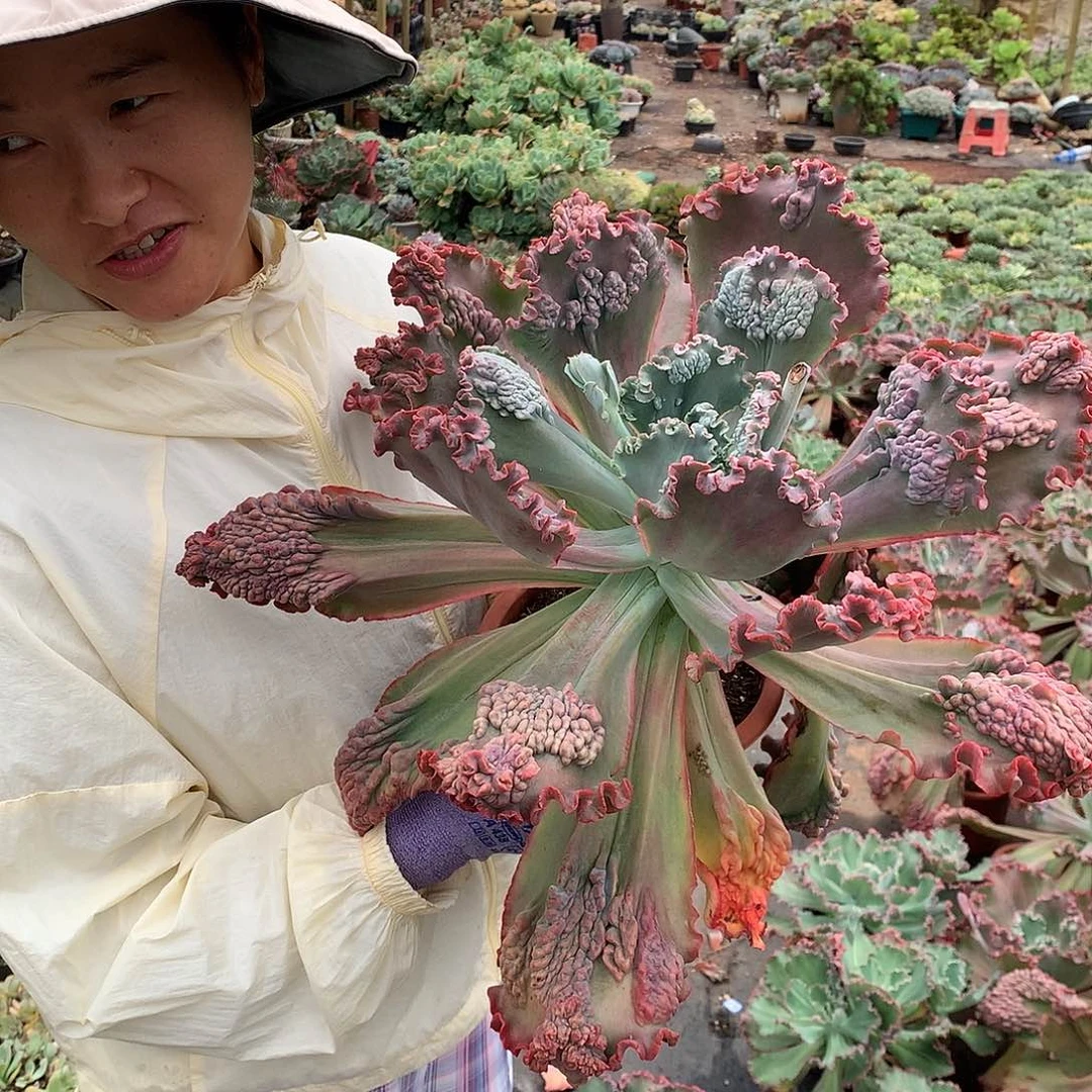 带瘤包菜20 量拍多肉植物