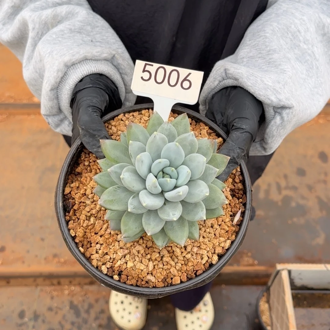 急***吼肉。        5006号。