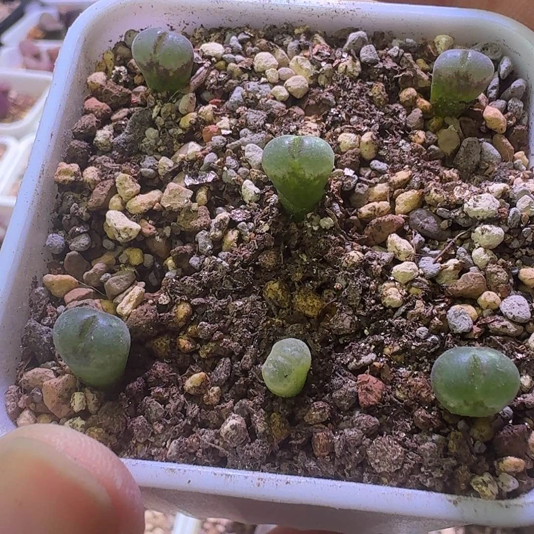 55号5颗c10一年苗一物一拍