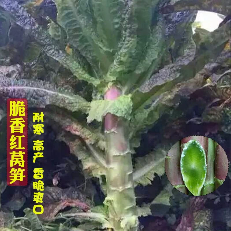 脆香红莴笋种子莴苣菜种籽 耐寒高产春秋冬四季农家田园蔬菜种孑