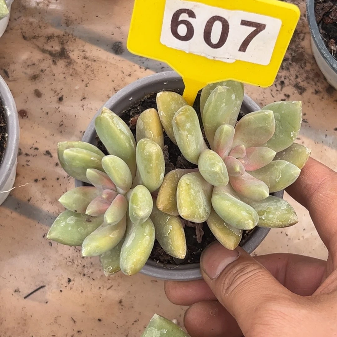 多肉植物丽莎花园607