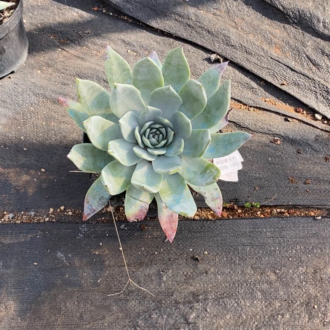 145号牡丹叶小可爱