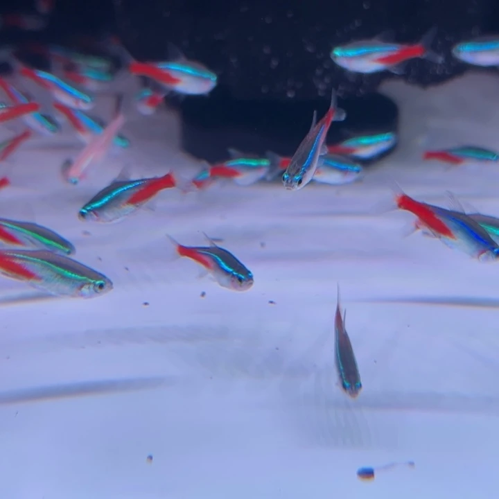 灯科鱼大号红绿灯10