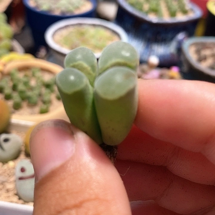 27503一颗